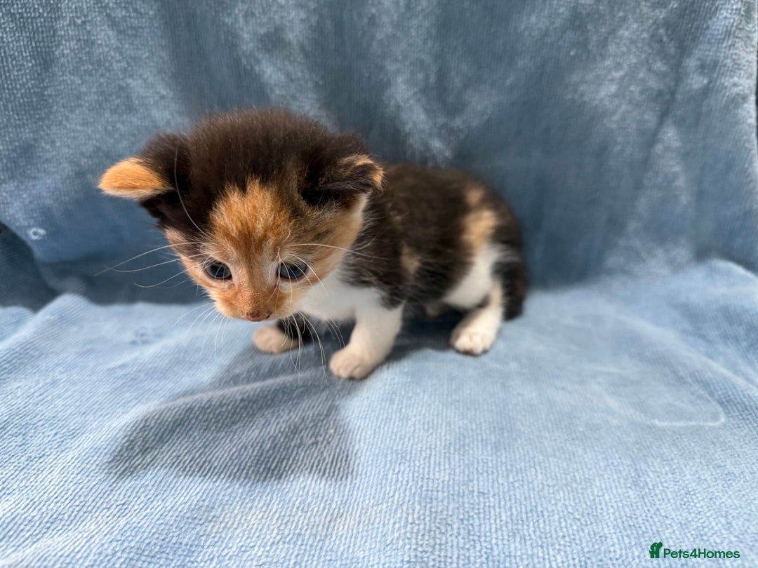 Mixed Breed cats for sale: Mix Calico and tuxedo kitten - Image 5