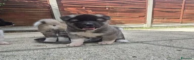 Akita 2
