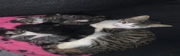 Mixed Breed cats for sale: Bright tabby’s and black kittens  - Advert 20