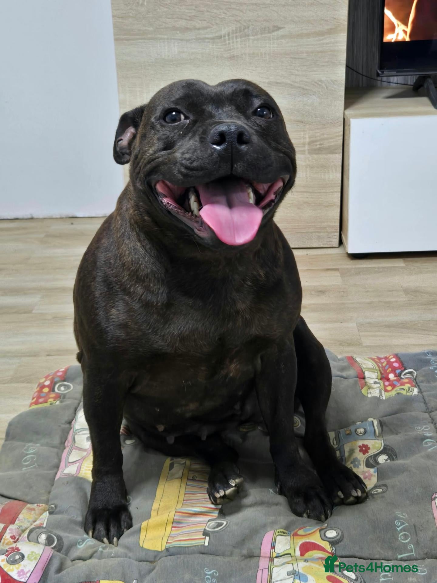 Staffordshire Bull Terrier dogs KC registered female - Advert 8