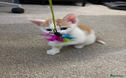 Mixed Breed cats for sale: Beautiful bundles of fun - Image 3