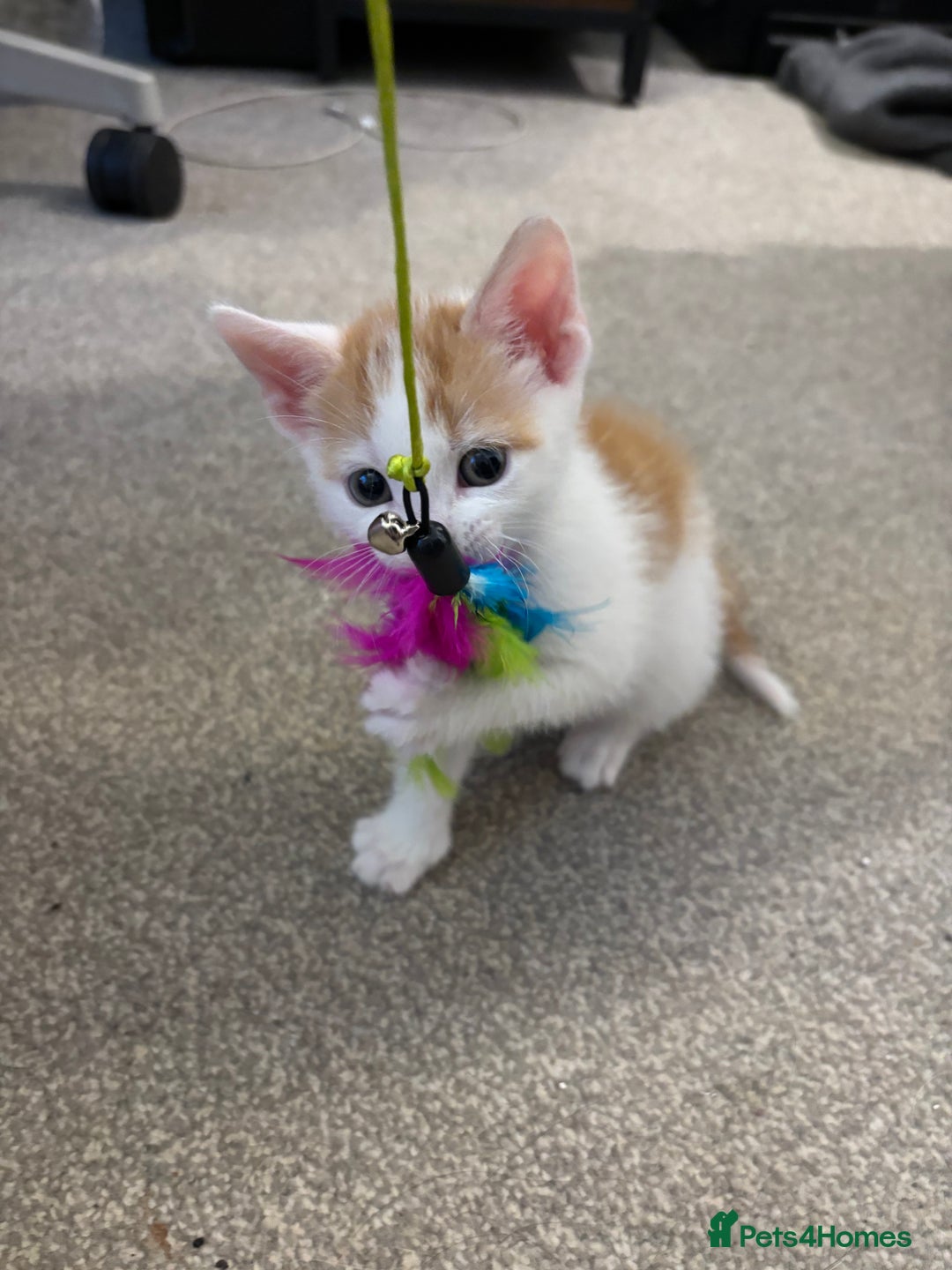 Mixed Breed cats for sale: Beautiful bundles of fun - Image 3