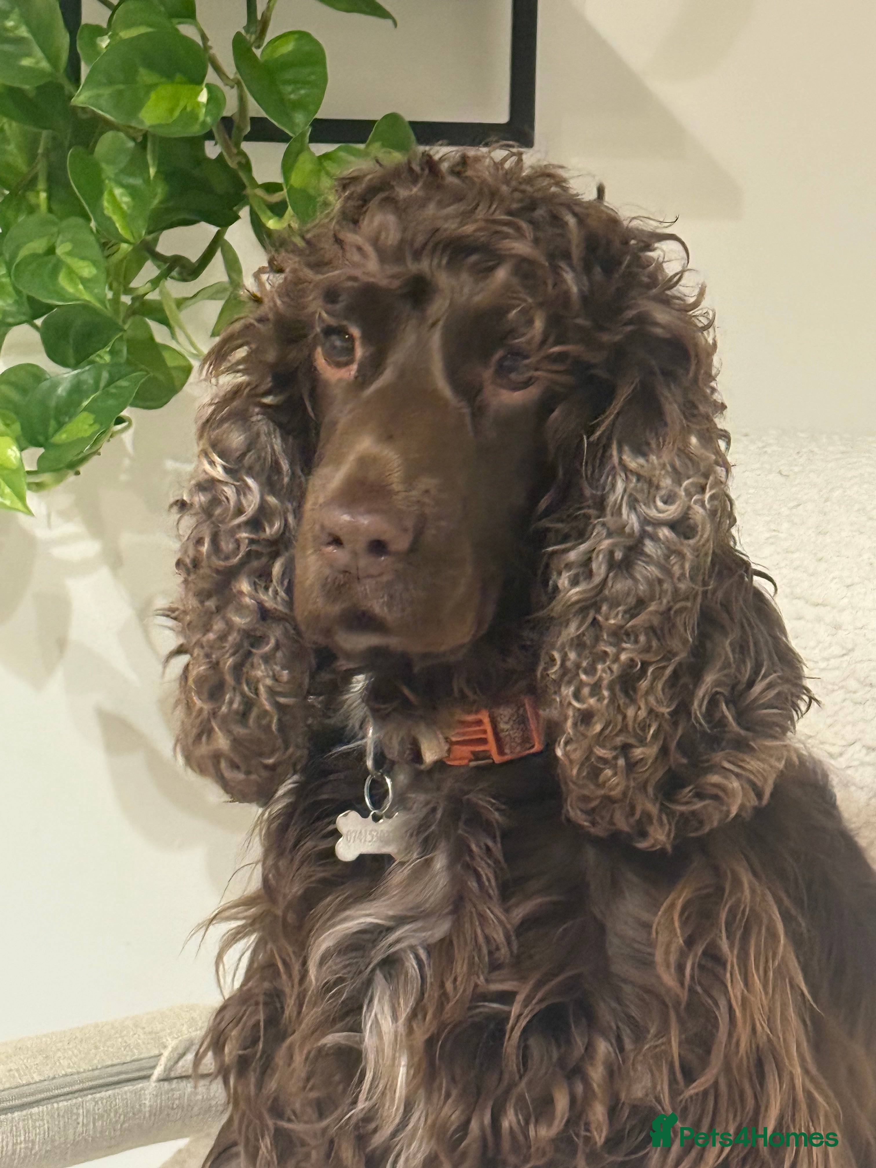 Cocker Spaniel dogs Exceptional Cocker Spaniel Puppies  - Advert 2