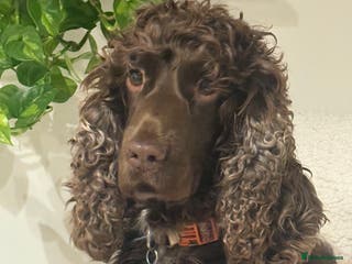 Cocker Spaniel dogs Exceptional Cocker Spaniel Puppies - Advert 6