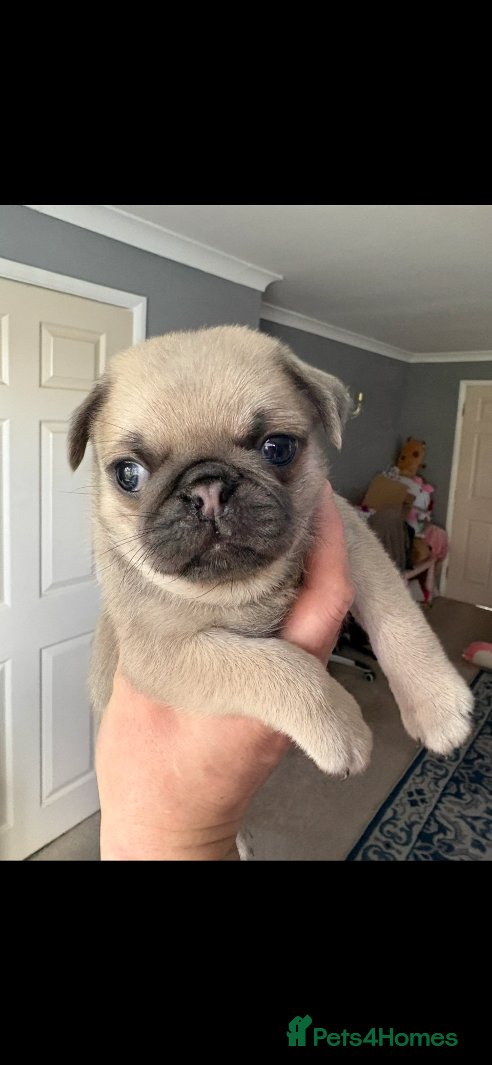 Pug dogs Champion blood line pups  - Advert 2