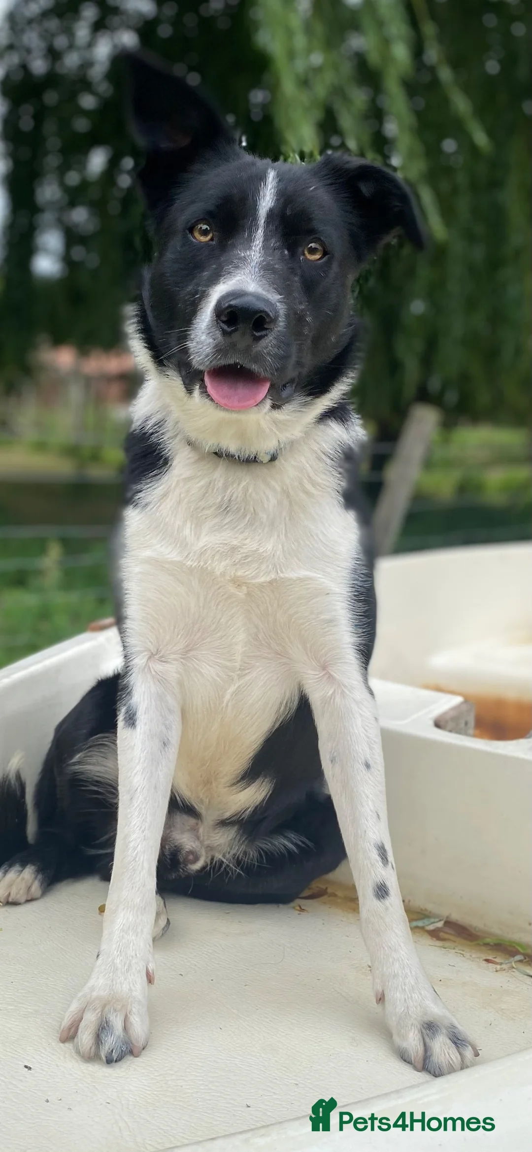 Border Collie dogs for stud: Dual registration border collie for stud  - Advert 1