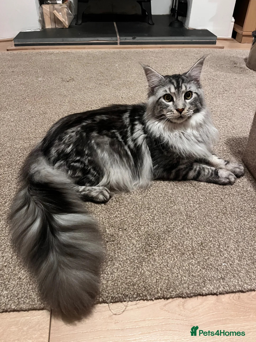 Maine Coon cats for sale: Stunning Pedigree Black Silver Maine Coon in Flint - Advert 1