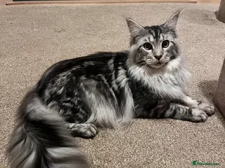 Maine Coon cats Stunning Pedigree Black Silver Maine Coon - Advert 1