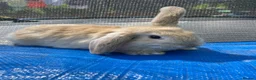 Mini Lop rabbits for sale: Mini Lop Rabbits Pure Bred  - Advert 22