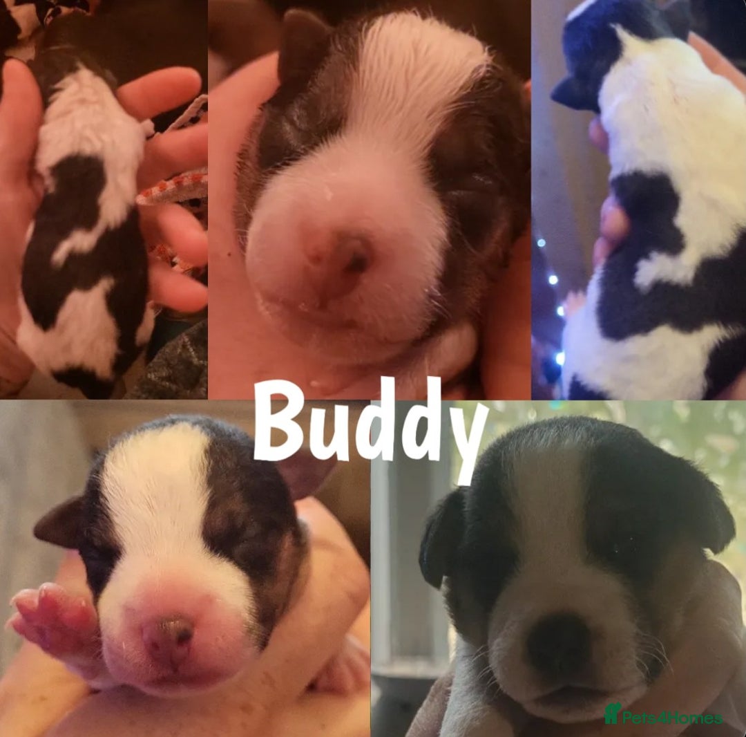 Jack Russell dogs for sale: miniature Jack Russell Puppies - Image 7