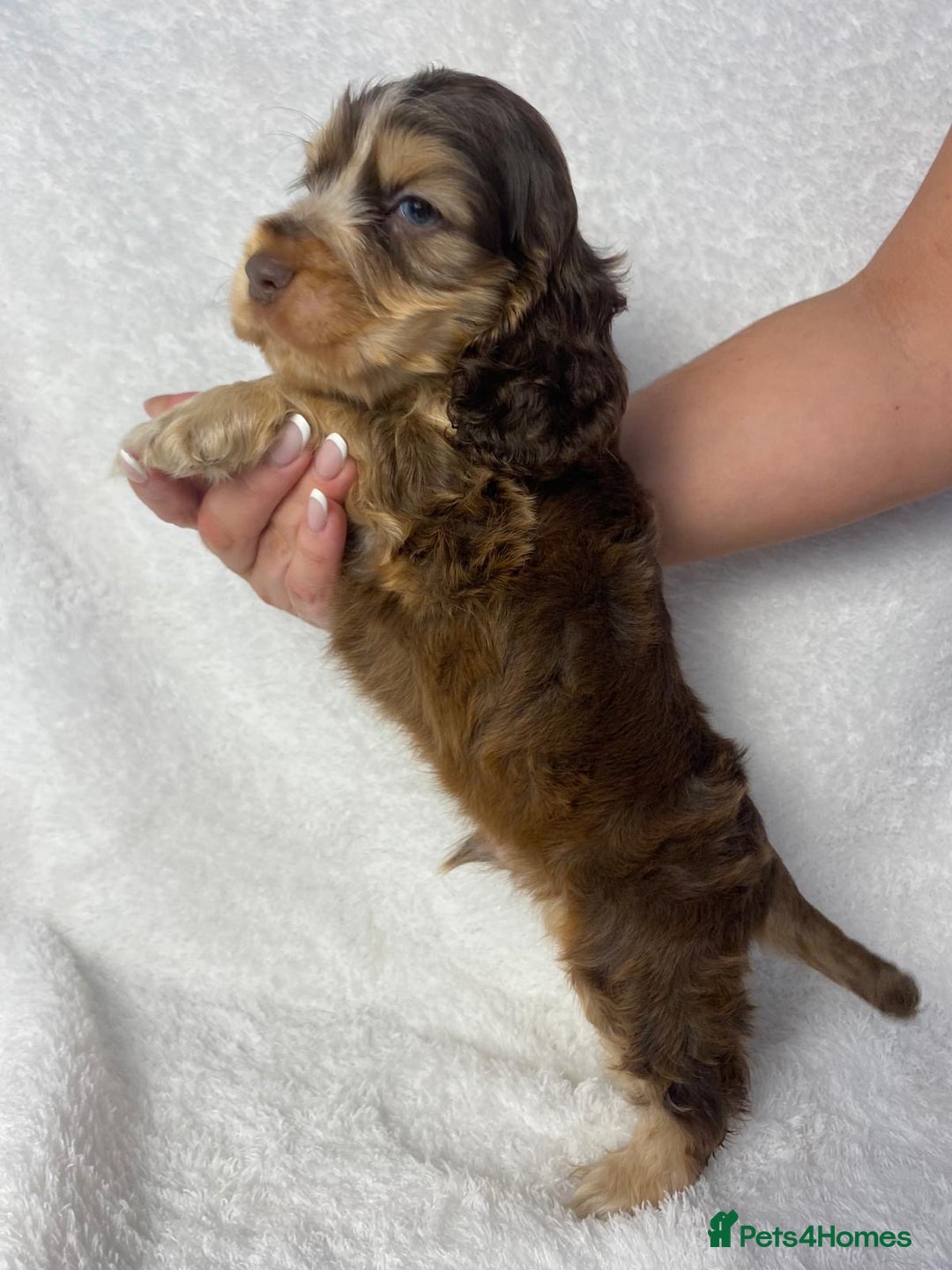Cocker Spaniel dogs for sale: Show type cocker spaniels  - Image 9