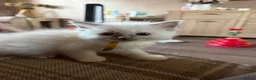 Ragdoll cats for sale: 5 Beautiful ragdoll kittens for sale  - Advert 5