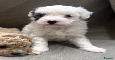 Maltipoo dogs - Advert 1