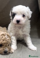 Maltipoo dogs - Advert 1