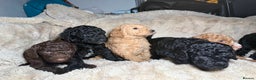 Goldendoodle dogs for sale: Goldendoodles Ready Next Week - Advert 24