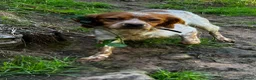 Brittany Spaniel dogs for adoption: Yair   in Worthing - Advert 14