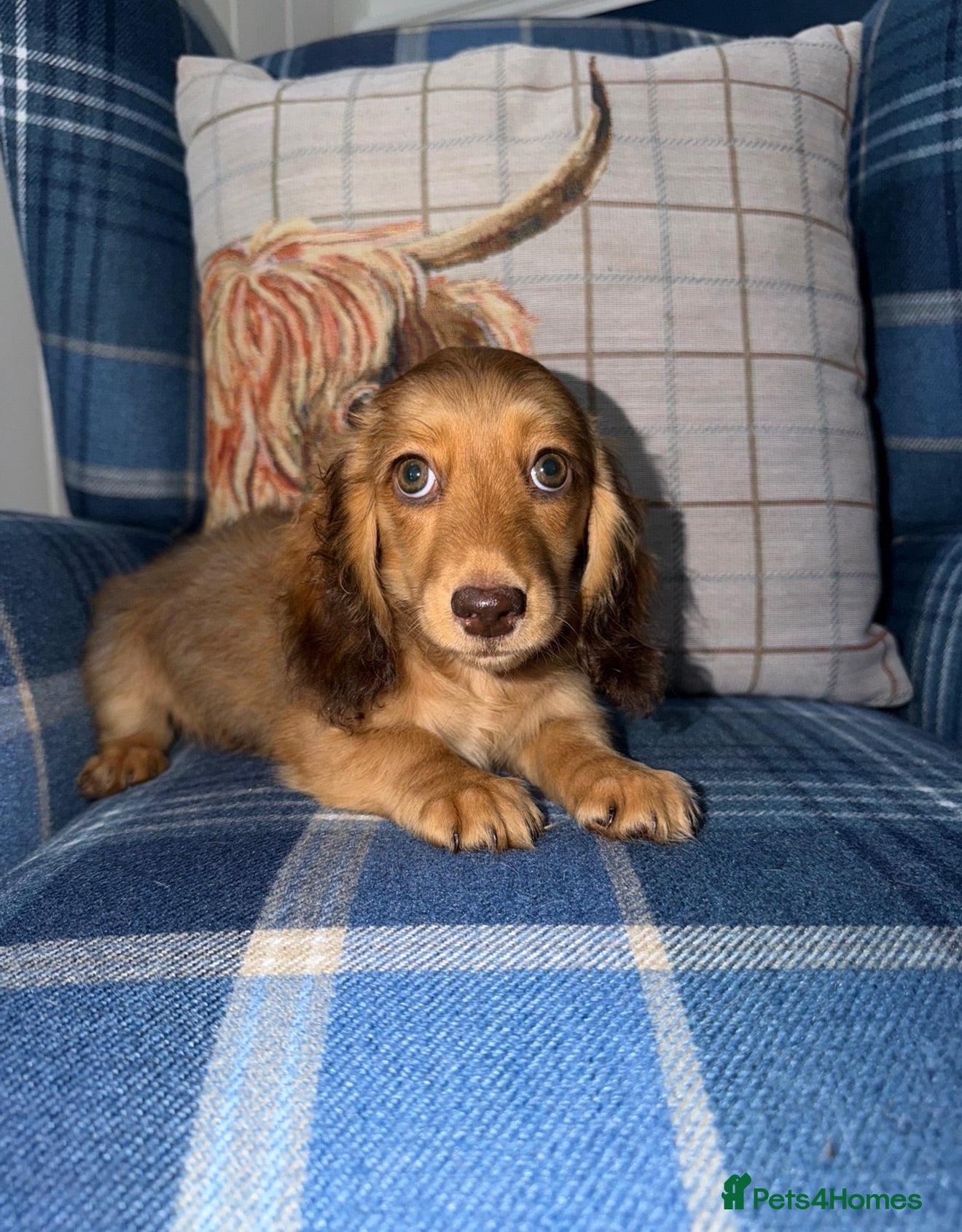 Miniature Dachshund dogs 🩷Stunning Long Haired Mini Dachshunds💙 - Advert 2