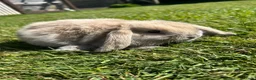 Mini Lop rabbits for sale: Mini lop female  - Advert 3