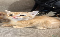 Mixed Breed cats for sale: Bengal cross male kittens  - Image 3