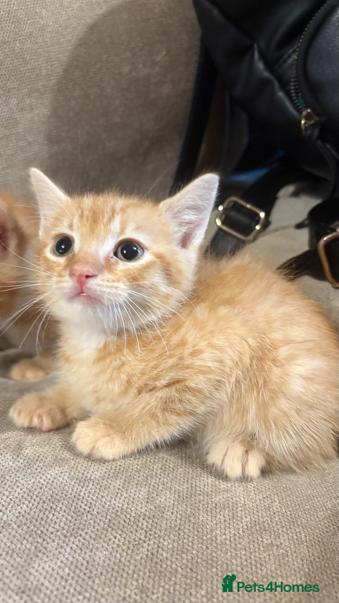 Mixed Breed cats for sale: Bengal cross male kittens  - Image 3