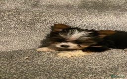 Biewer Terrier dogs for sale:  **  Biewer Terrier Babies Available 🥰 - Image 4