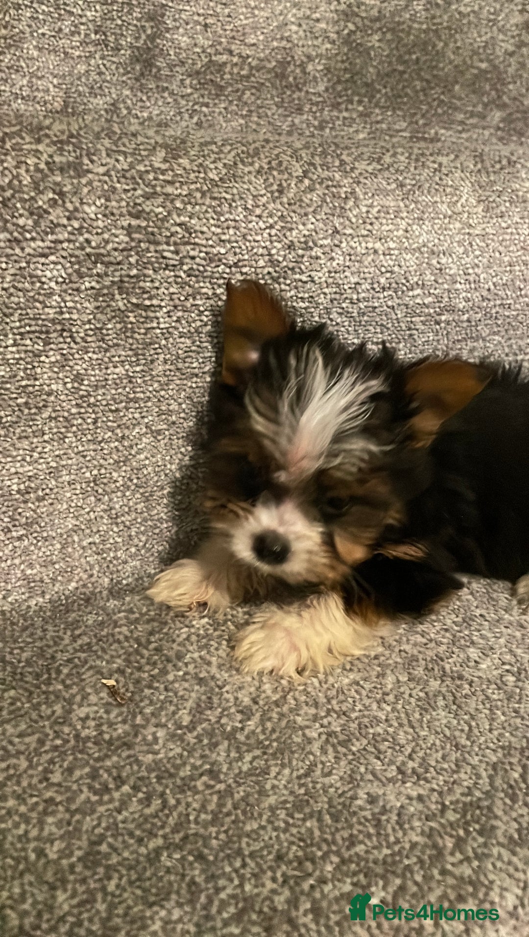 Biewer Terrier dogs for sale:  **  Biewer Terrier Babies Available 🥰 - Image 4