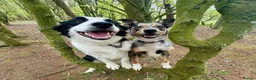 Border Collie dogs for sale: 7 beautiful border collie puppies for sale  - Advert 3