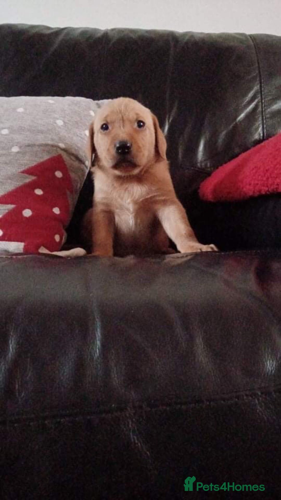 Labrador Retriever dogs for sale: Stunning litter of KC FOX RED PUPPYS  - Advert 12