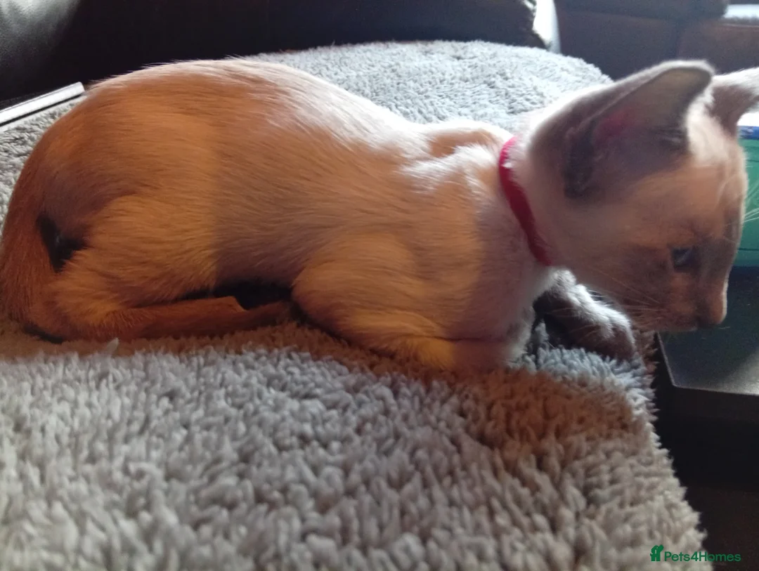 Siamese cats for sale: Gorgeous Siamese kittens!! - Advert 14