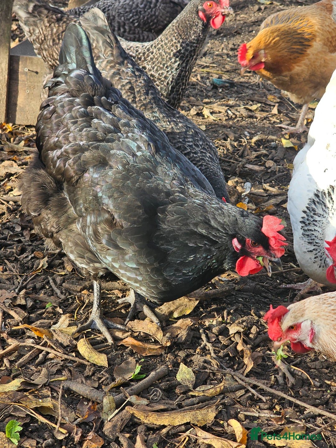 Chickens poultry for sale: Lovely Chickens for Sale –  Just Started Laying - Image 4