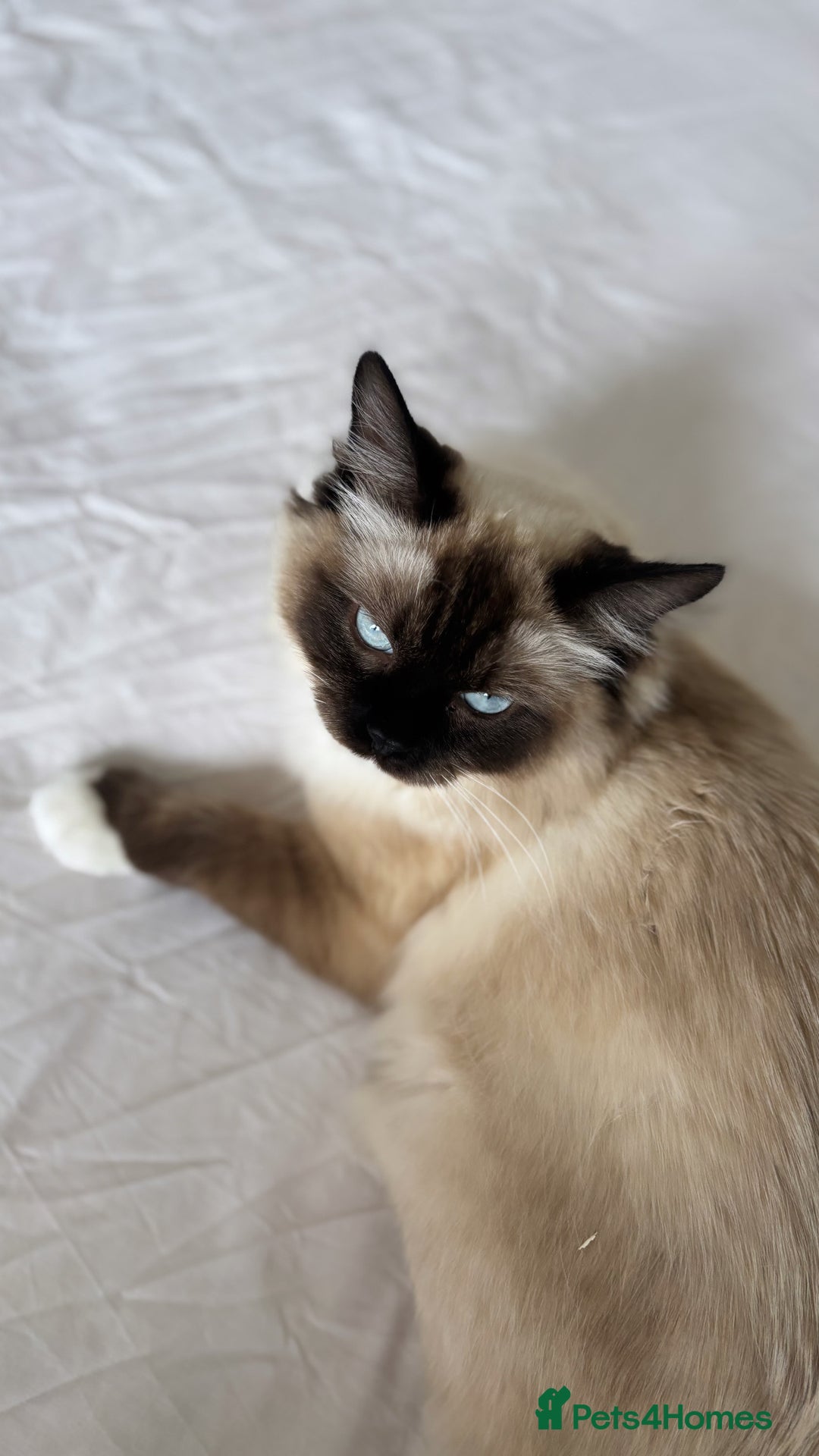 Ragdoll cats for sale: Enzo  - Image 6