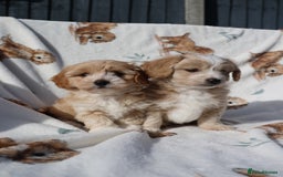 Maltipoo dogs for sale: Beautiful Maltipoo Babies - Image 19