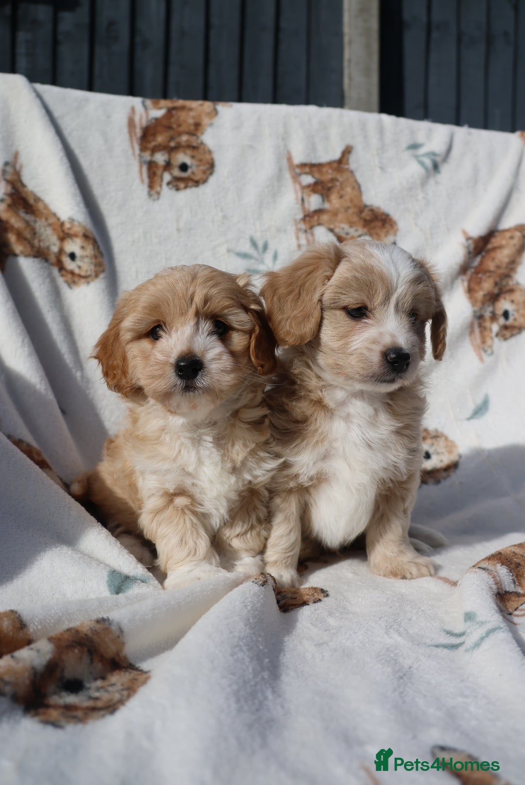 Maltipoo dogs for sale: Beautiful Maltipoo Babies - Image 19