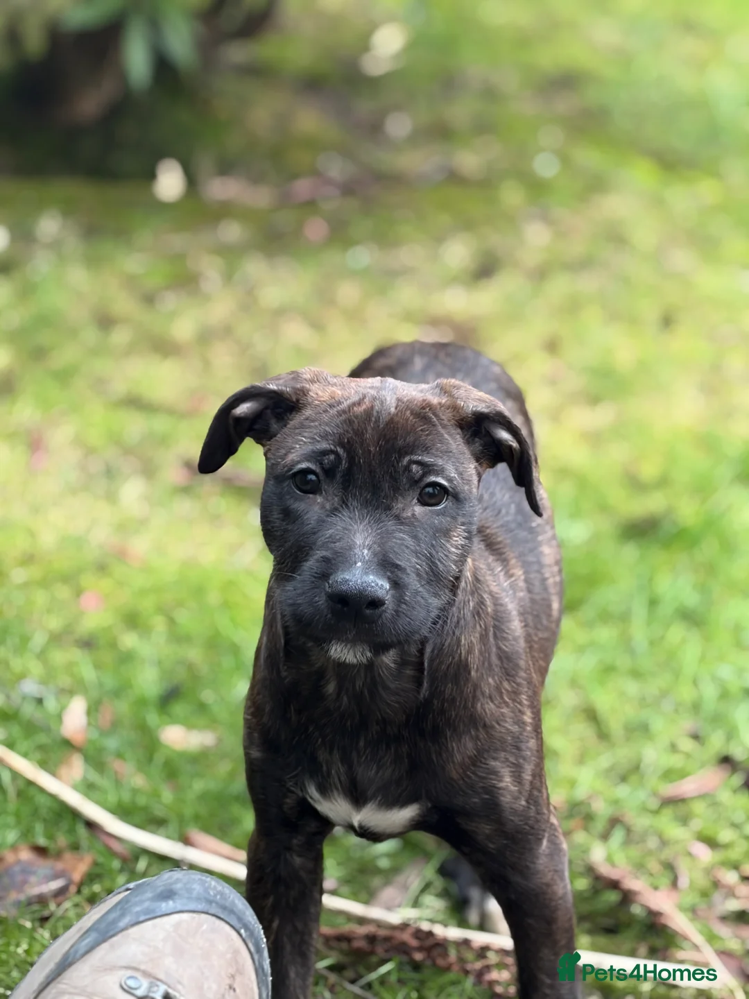 Mixed Breed dogs for sale: Lovely wheaten terrier x girl in Stirling - Advert 1