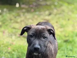 Mixed Breed dogs Lovely wheaten terrier x girl in Stirling - Advert 5