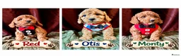 Cavapoo dogs for sale: Real Life Teddys Looking for love  - Advert 1