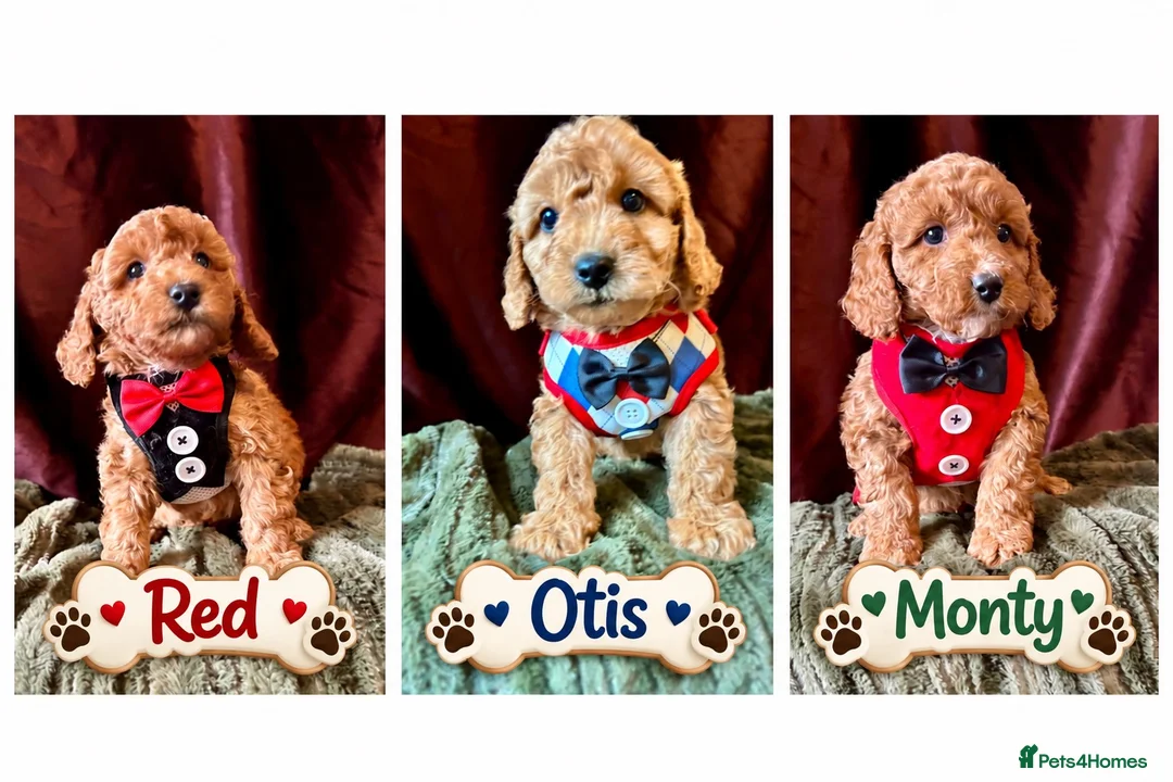 Cavapoo dogs for sale: Real Life Teddys Looking for love  - Advert 1