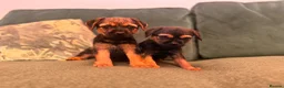 Border Terrier dogs for sale: kc registered Border terriers  in Doncaster - Advert 1