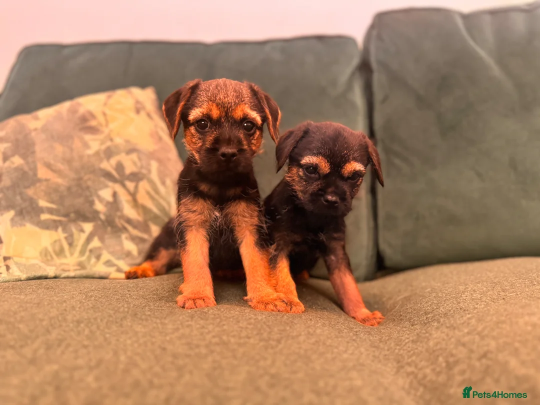 Border Terrier dogs for sale: kc registered Border terriers  in Doncaster - Advert 1