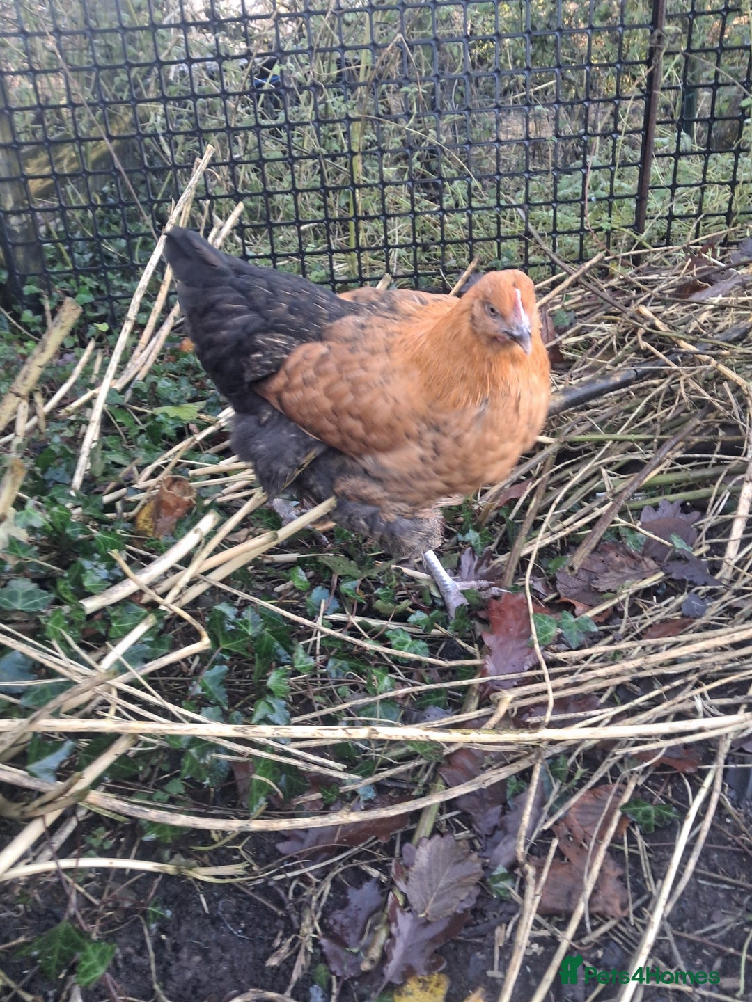 Chickens poultry for sale: POINT OF LAY PULLETS AVAILABLE  - Advert 19