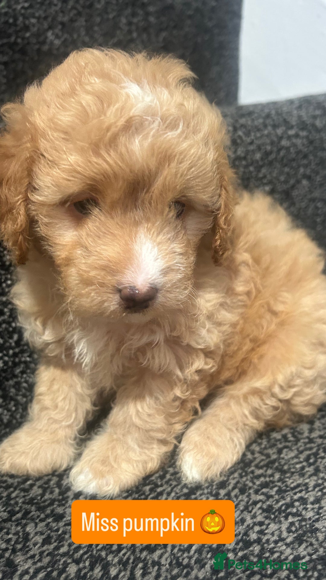 Cockapoo dogs for sale: Stunning toy cockapoo puppies  - Image 19