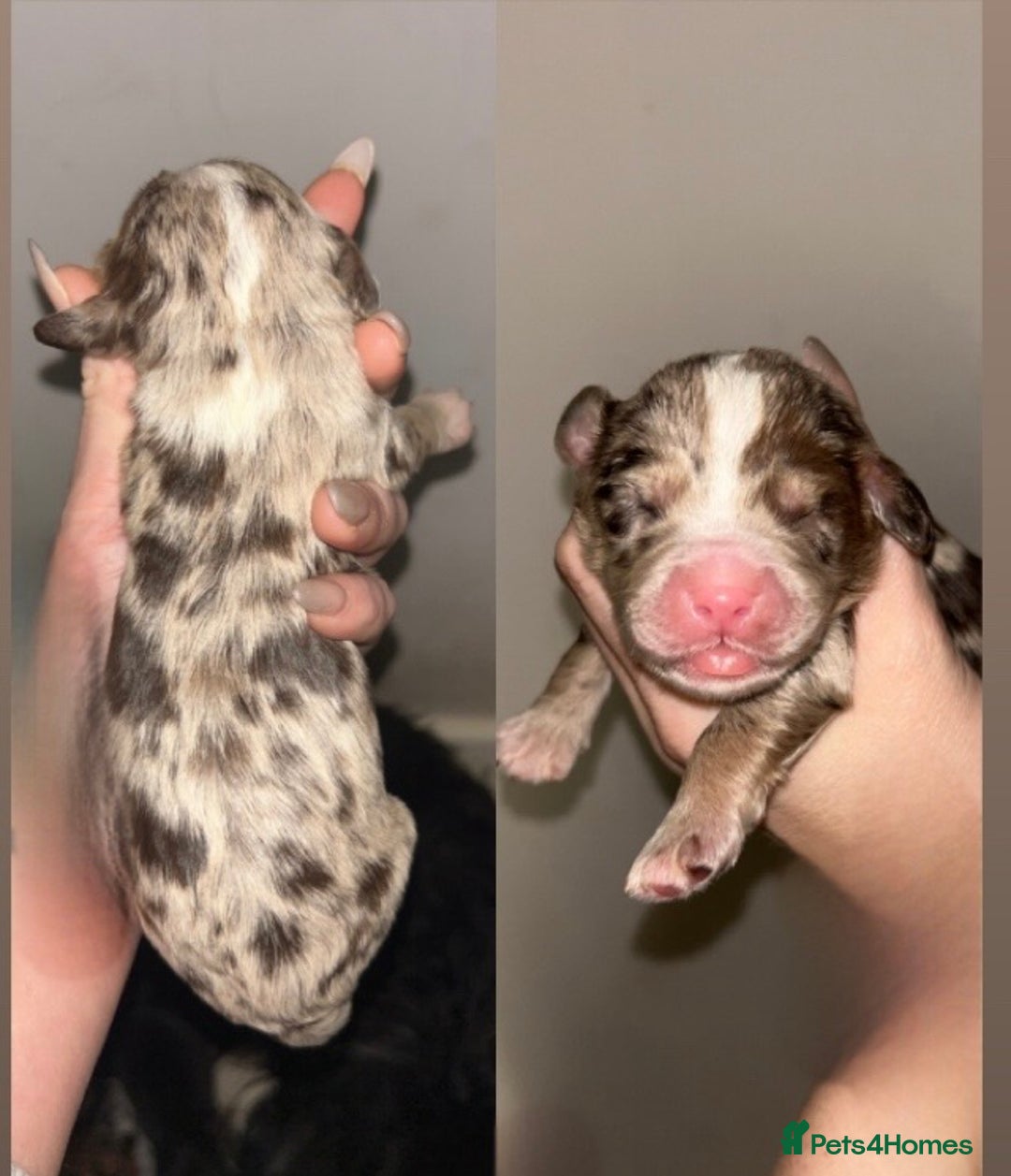Cockapoo dogs for sale: Beautiful F2s Cockapoo puppies 🏡🐶  - Advert 5