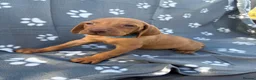 Hungarian Vizsla dogs for sale: Beautiful KC Reg Hungarian Vizsla Puppies - Advert 32