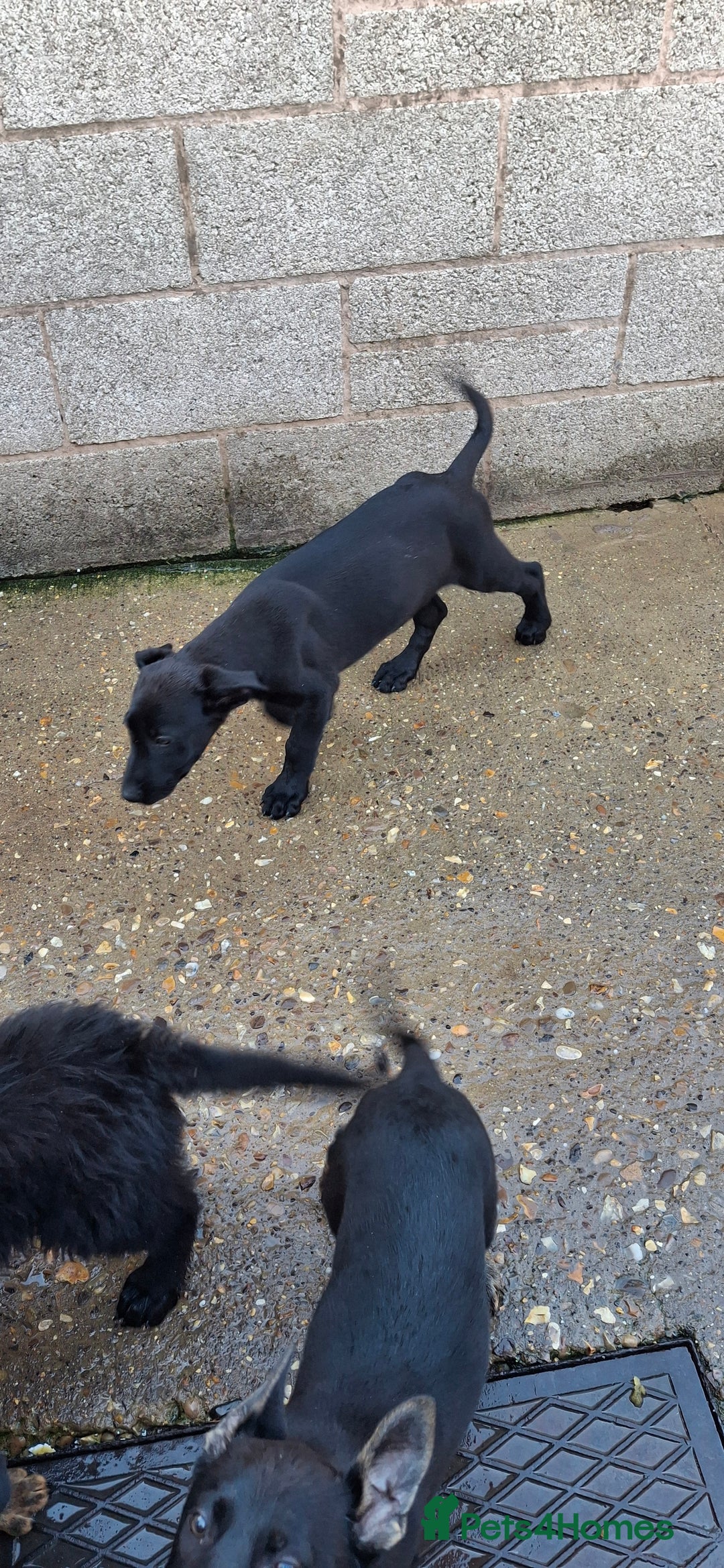 German Shepherd dogs for sale: For sale  - Image 1