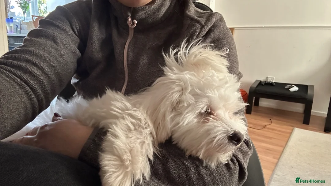 Bichon Frise dogs for sale: Most lovingly and friendliest puppy 6 month in Smethwick - Advert 2