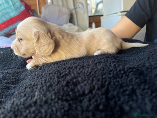 Dachshund dogs for sale - Advert 1