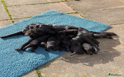Flat coated Retriever dogs for sale: Flat Coated Retriever Puppies - Image 4