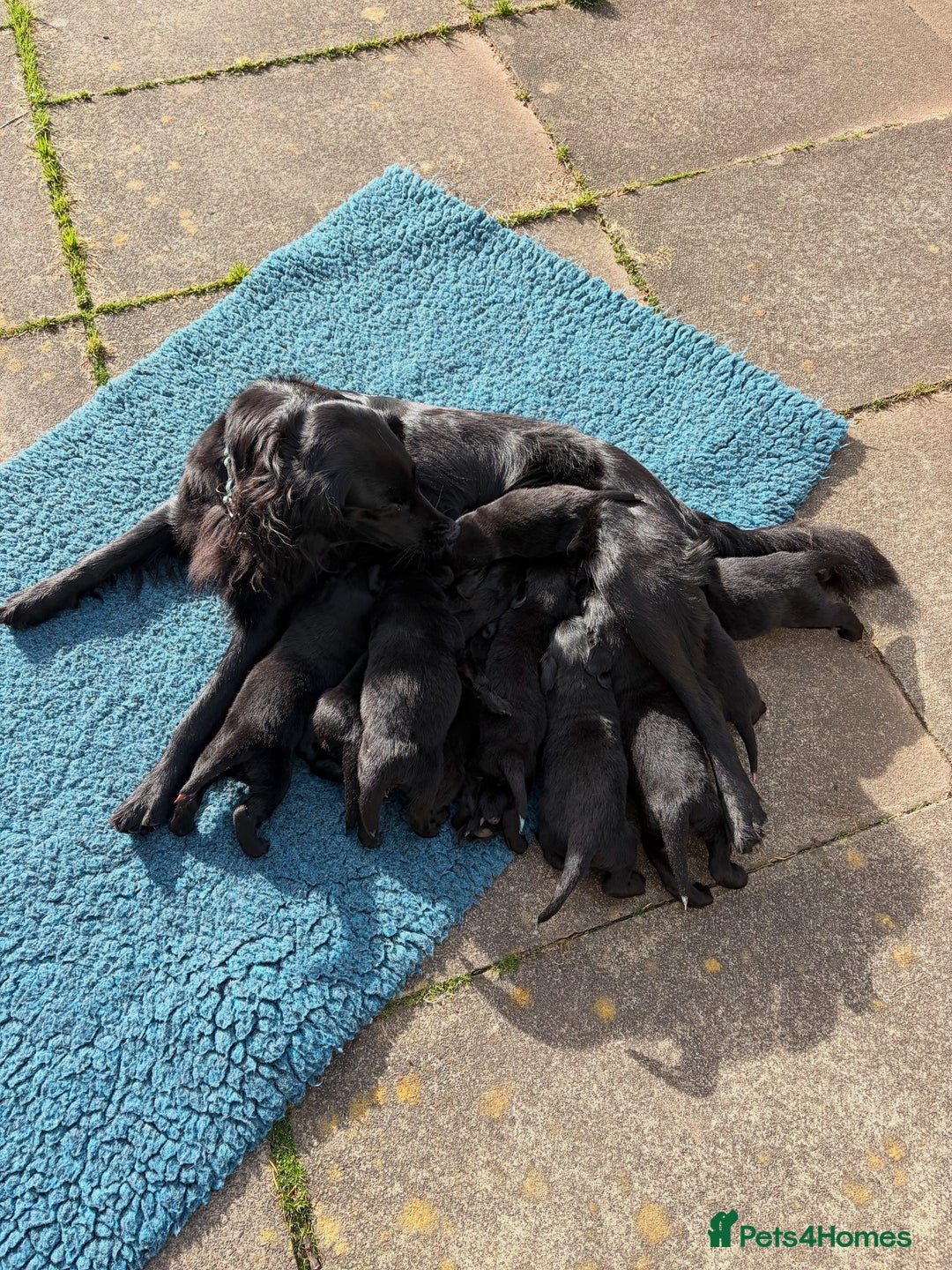 Flat coated Retriever dogs for sale: Flat Coated Retriever Puppies - Image 4