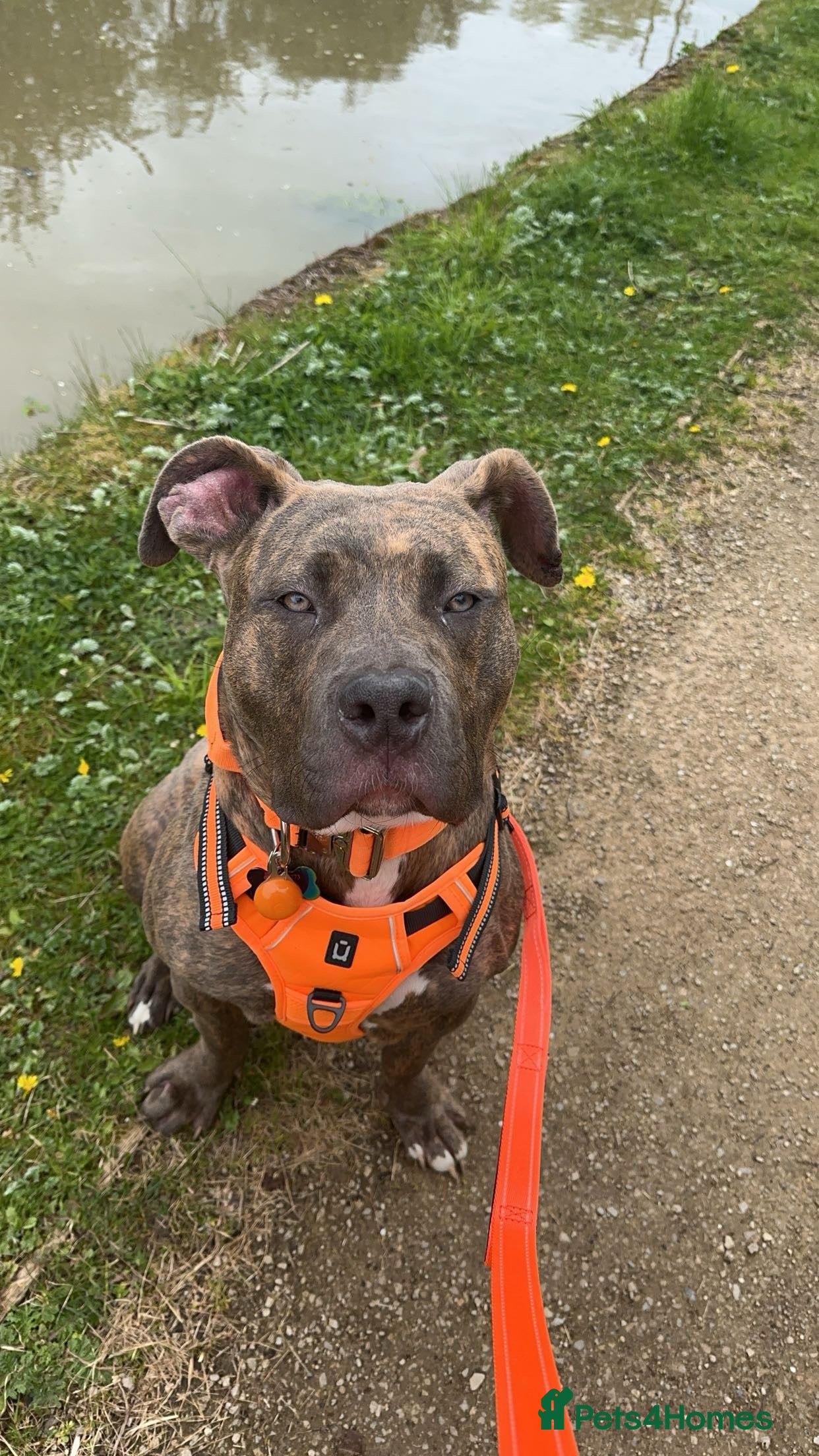 American Bulldog dogs Lovely Bonnie  - Advert 1