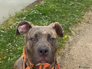 American Bulldog dogs Lovely Bonnie - Advert 12